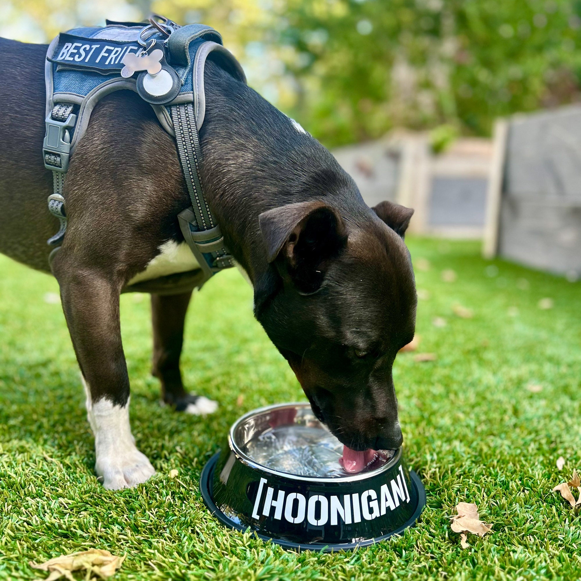 Dog drinking from a Hoonigan Censor Bar Bracket Logo metal dog bowl on green grass, showcasing automotive lifestyle branding.