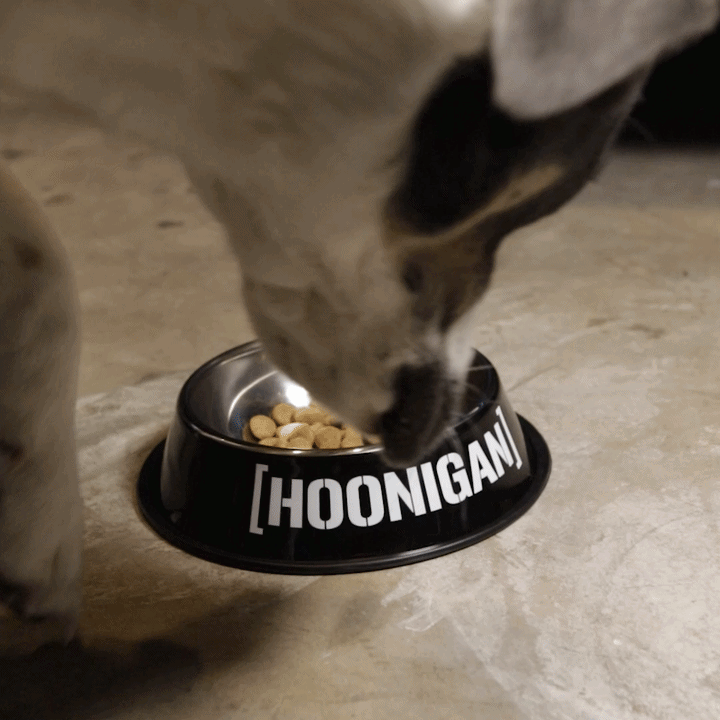 Hoonigan CENSOR BAR BRACKET LOGO metal dog bowl with a dog eating from it on a concrete surface.
