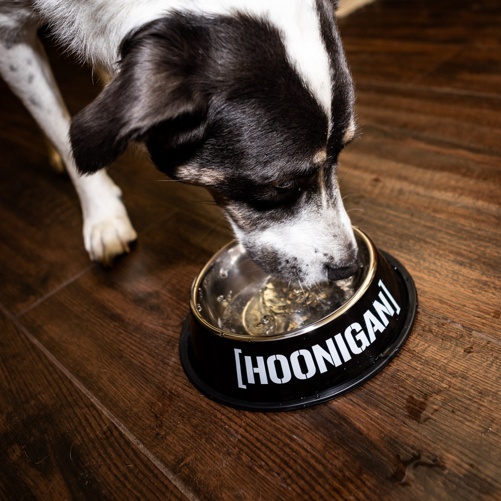 Dog drinking from a Hoonigan Censor Bar Bracket Logo metal dog bowl on a wooden floor.