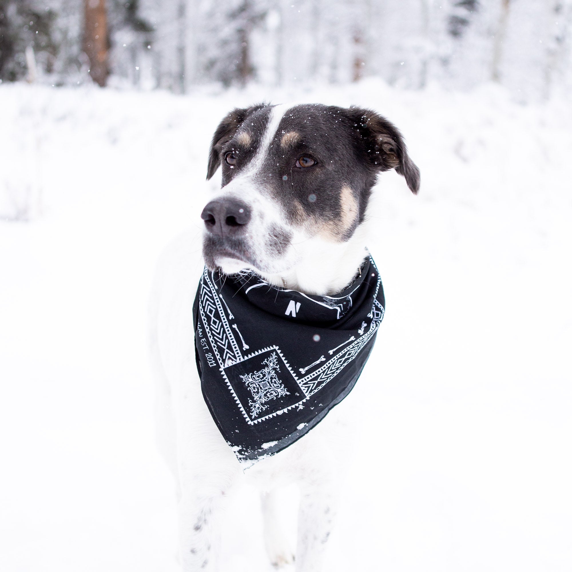 Hoonigan BONES Bandana